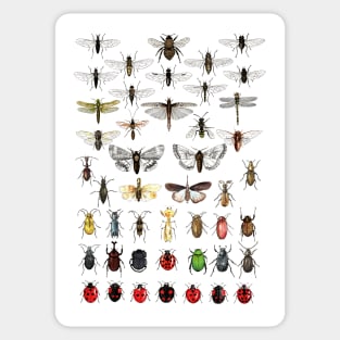 Entomology Illustrations Sticker